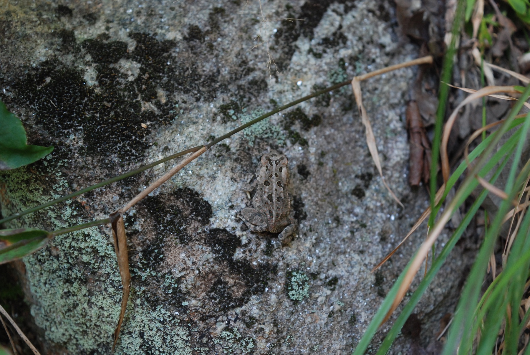 A camouflaged frog on a leaf