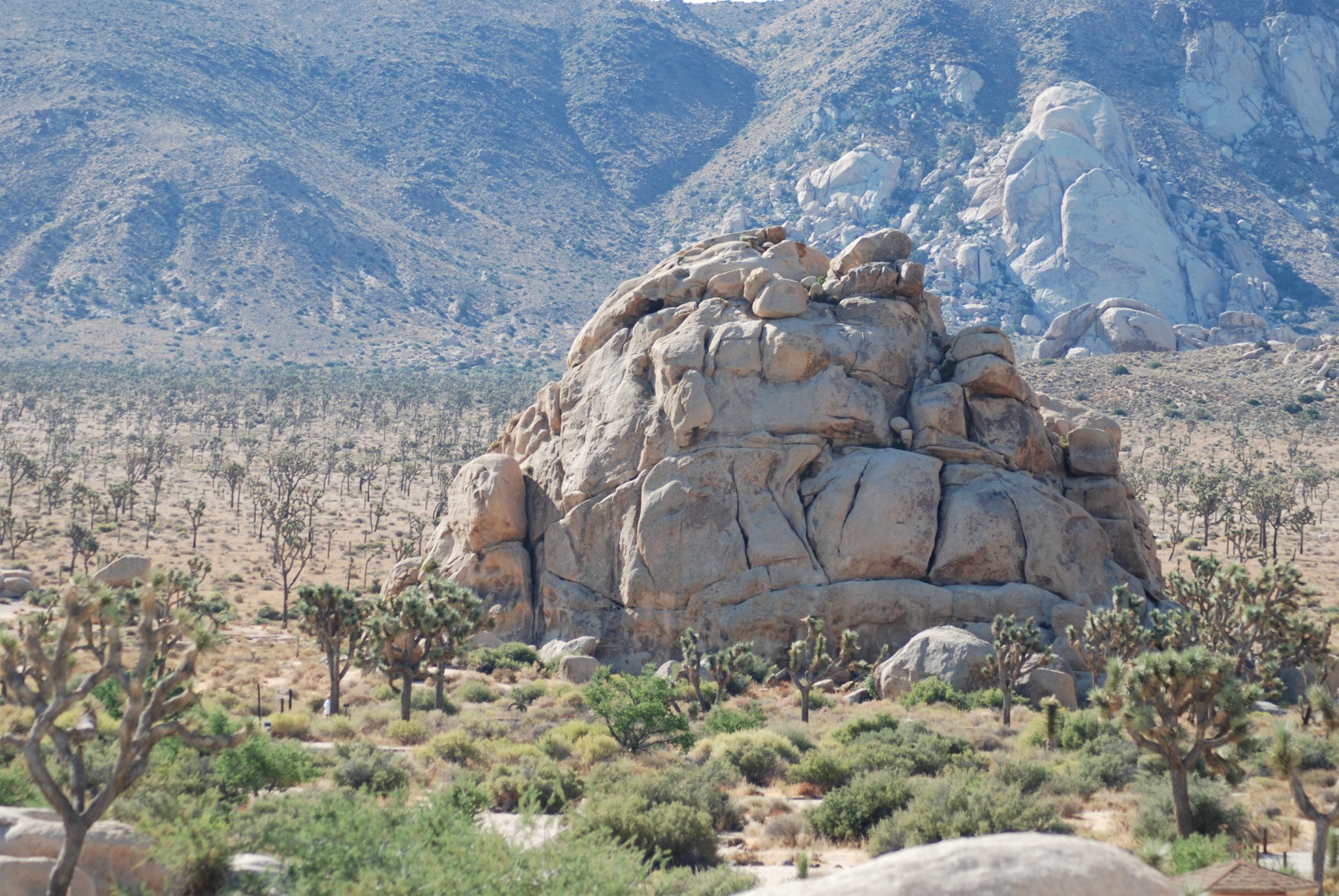 Desert landscape in Joshua Tree National Park