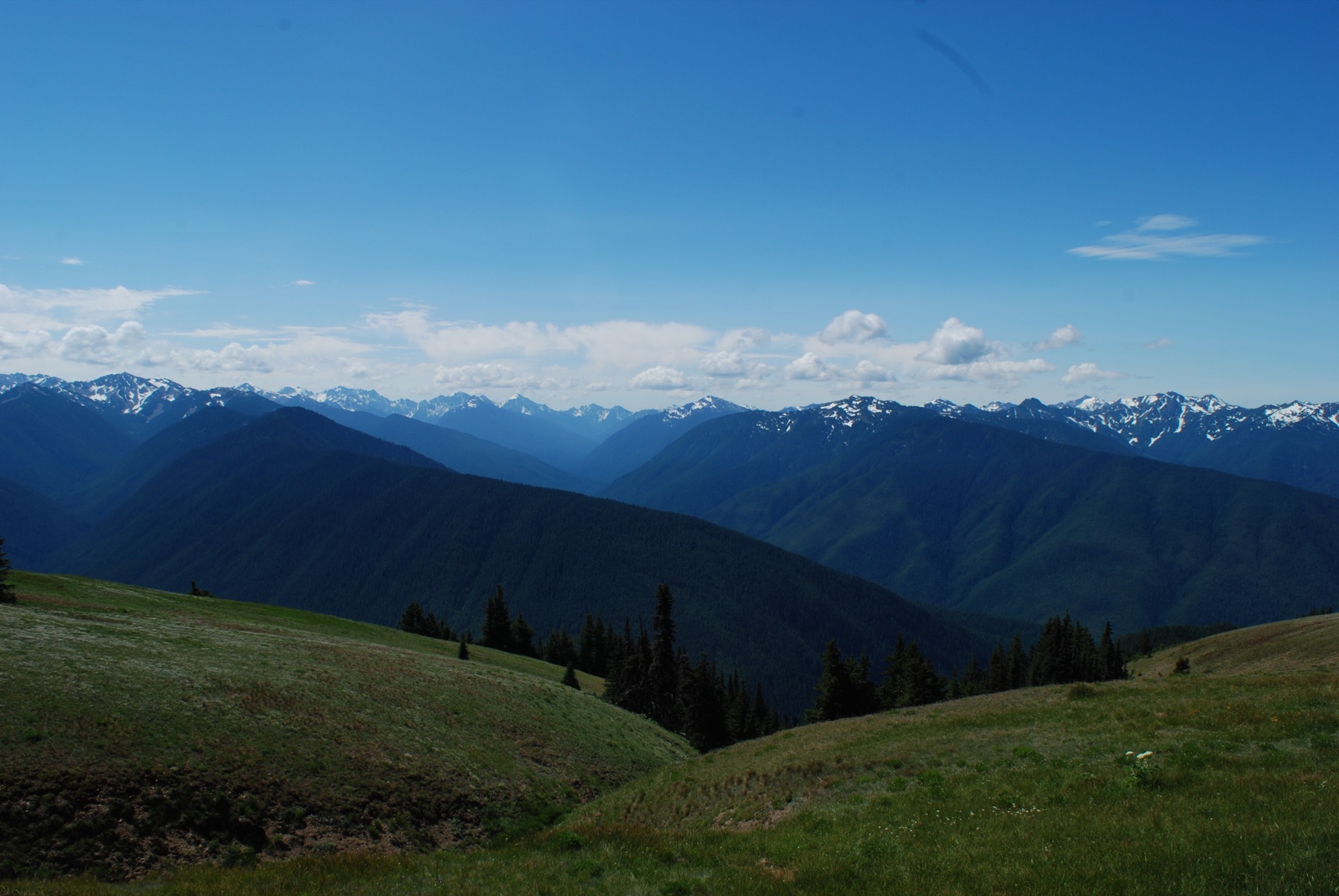 Forest and coastline in Olympic National Park